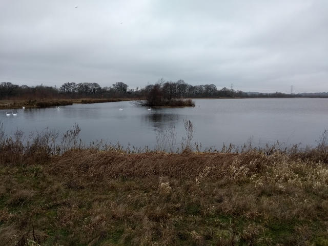 An island in Longham main lake