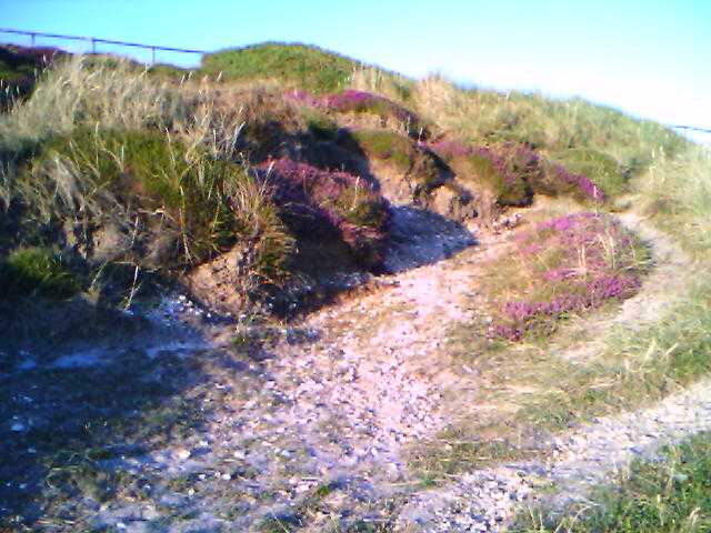 images/purpleheather.jpg