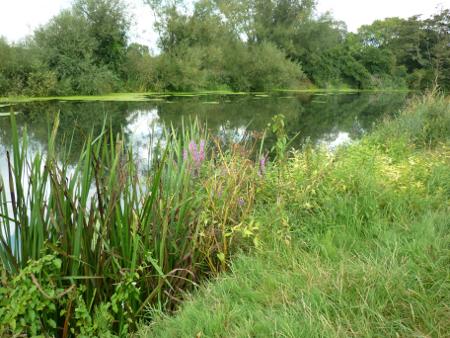 The River Bank near Wimborne